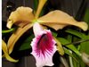 Laelia tenebrosa 'morimoto' x self
